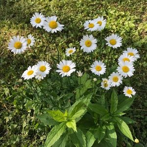 Meet your Posher, Margret